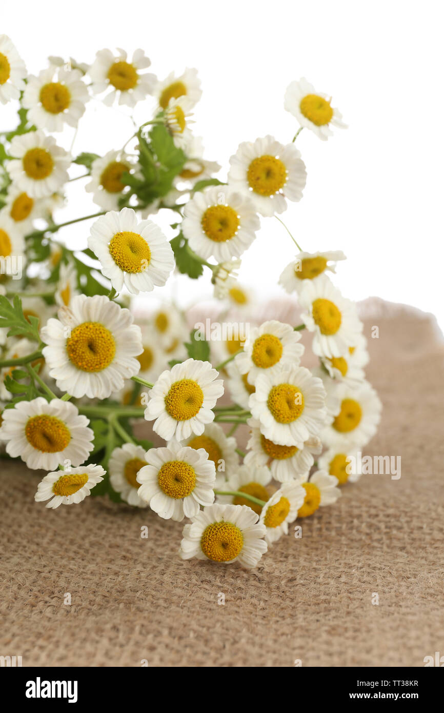 Beautiful wild flowers close up Stock Photo - Alamy
