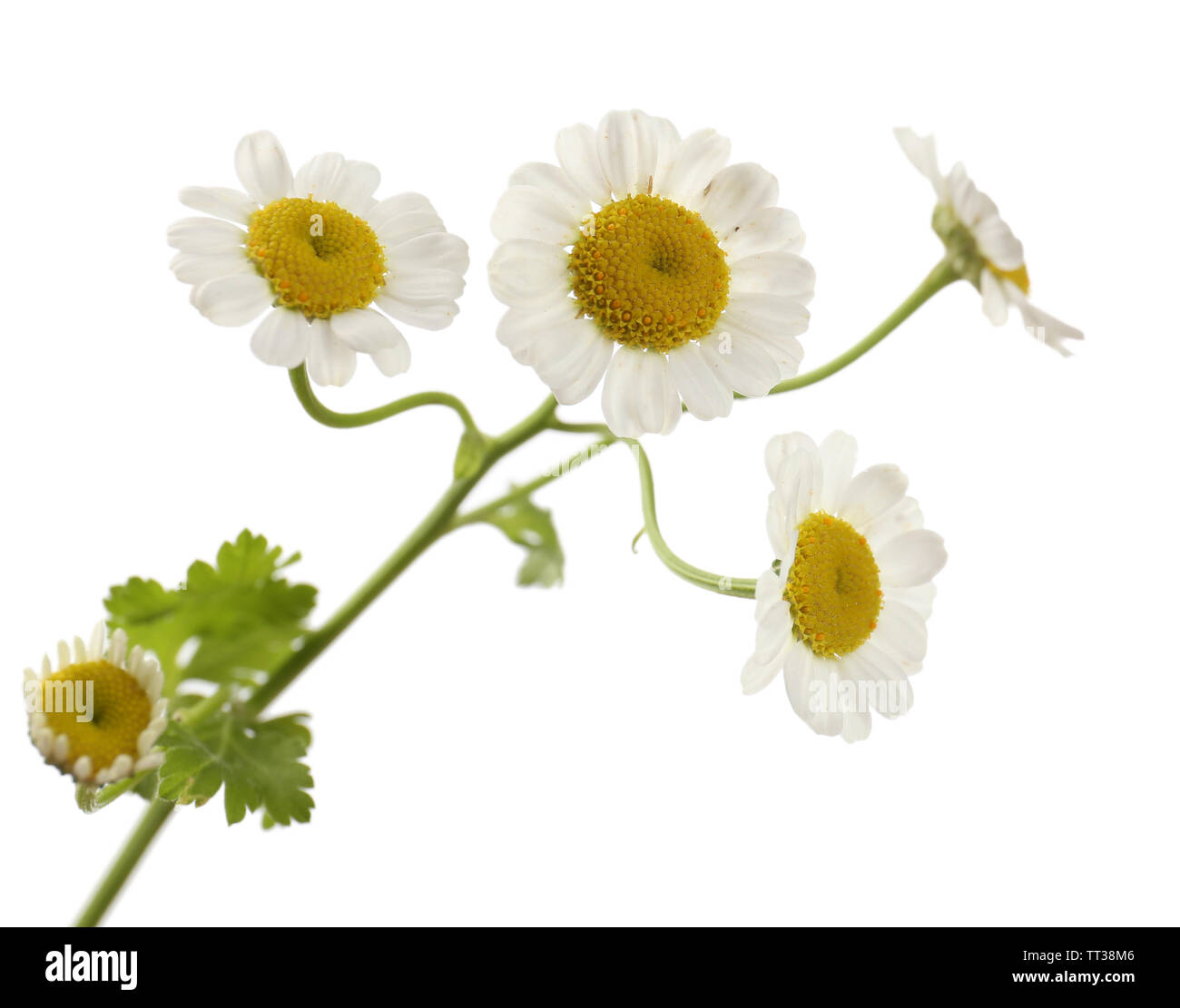 Beautiful wild flowers isolated on white Stock Photo - Alamy