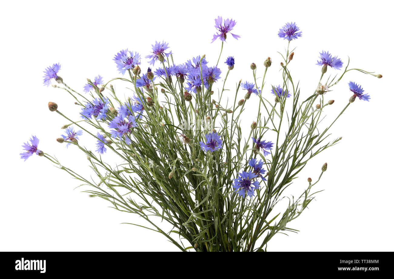 Beautiful wild flowers isolated on white Stock Photo - Alamy