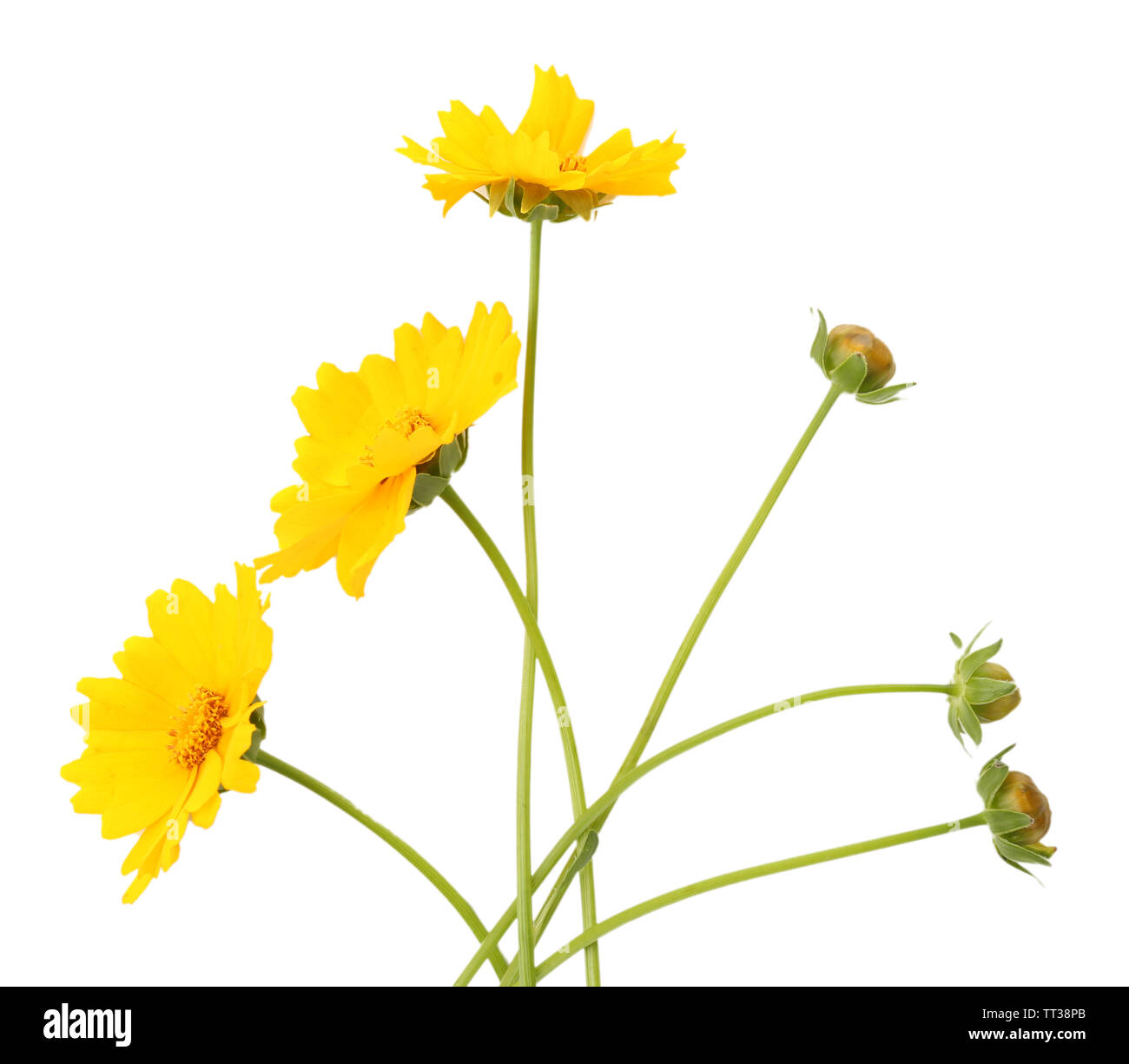 Beautiful wild flowers isolated on white Stock Photo - Alamy