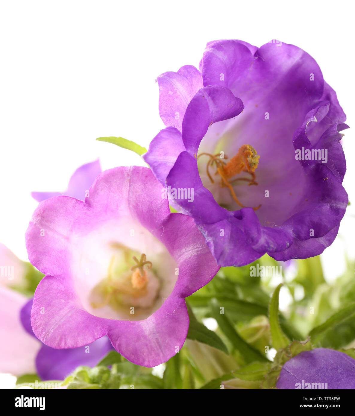 Beautiful wild flowers isolated on white Stock Photo - Alamy