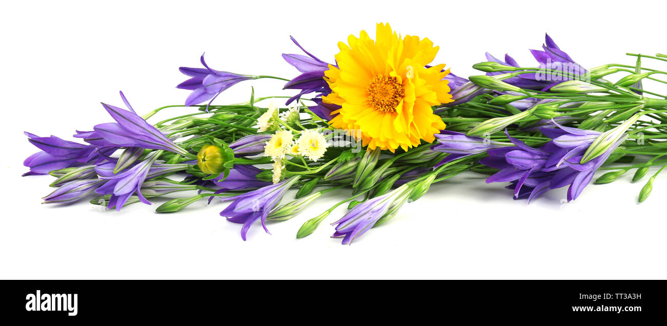 Beautiful wild flowers isolated on white Stock Photo - Alamy