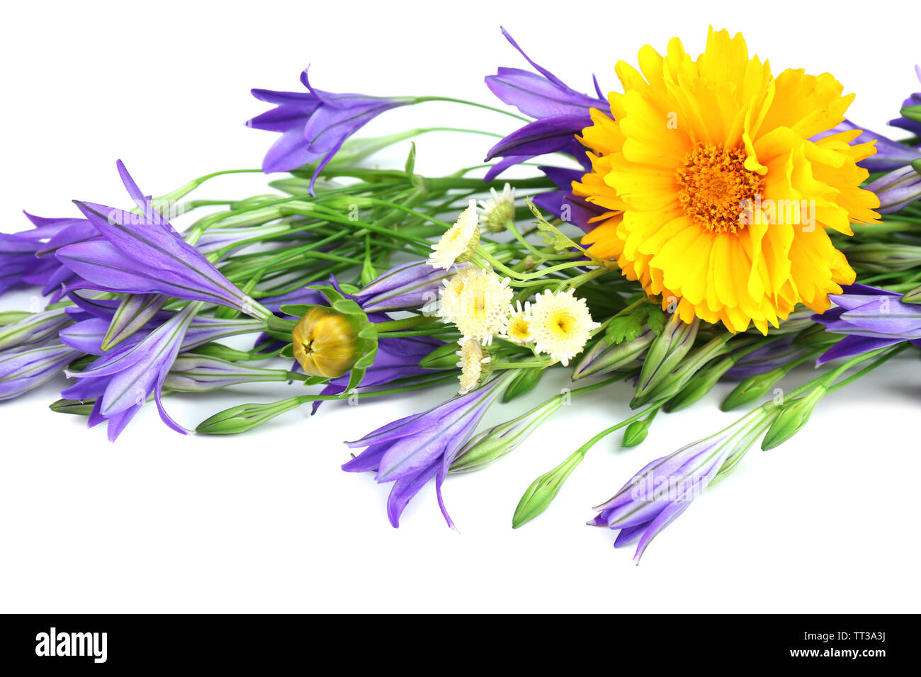 Beautiful wild flowers isolated on white Stock Photo - Alamy