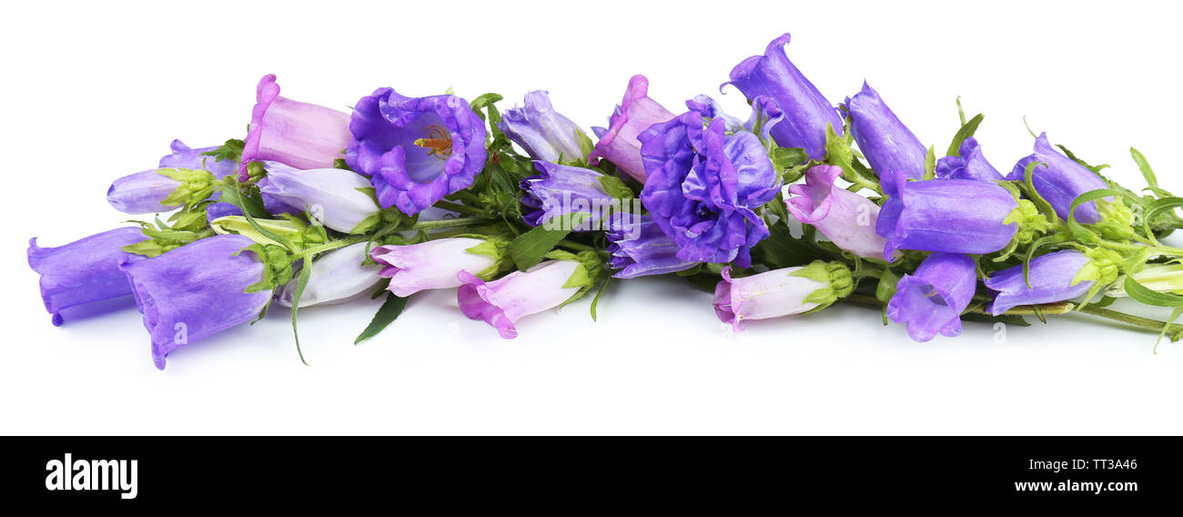Beautiful wild flowers isolated on white Stock Photo - Alamy