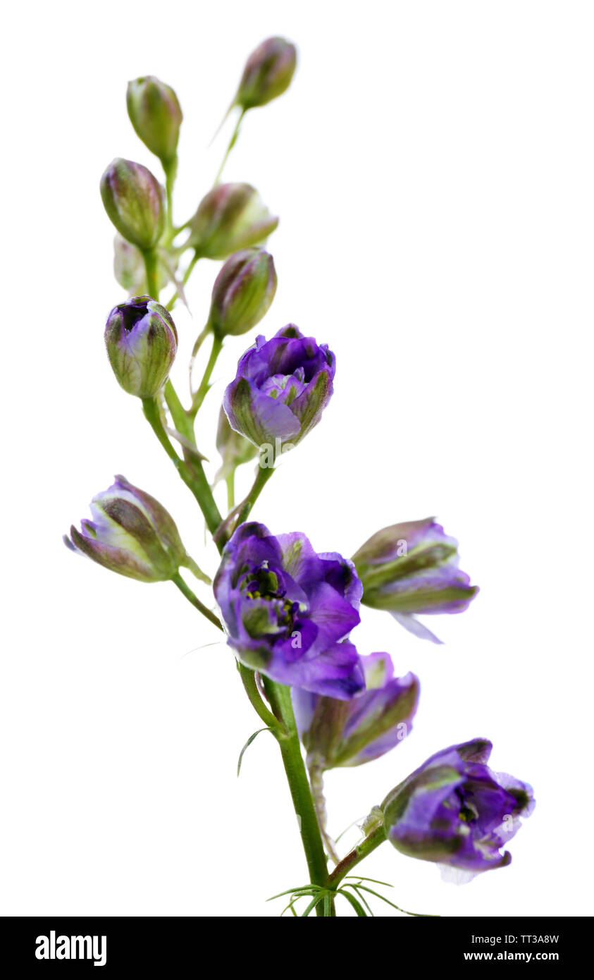 Beautiful wild flowers isolated on white Stock Photo - Alamy