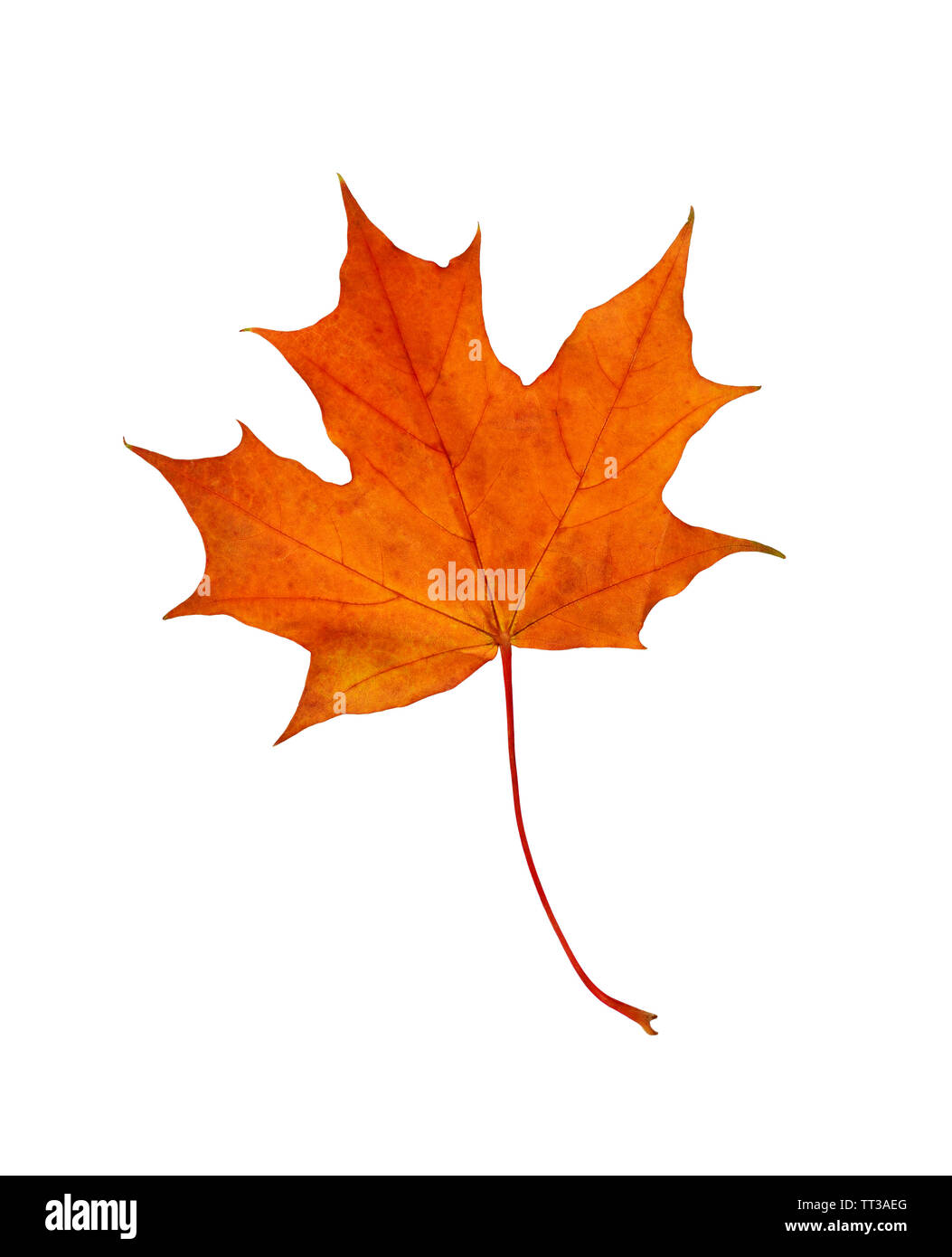 Ginger leaf with maple leaf hi-res stock photography and images - Alamy