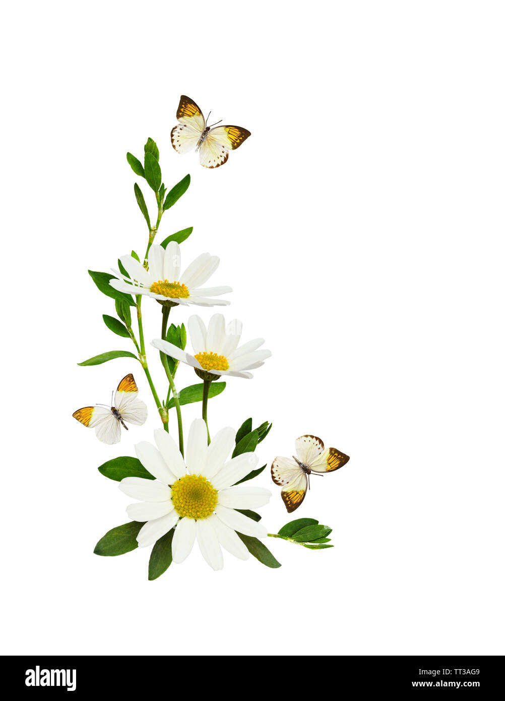 Daisy flowers and butterflies  in a corner summer arrangement isolated on white background. Flatlay. Top view. Stock Photo