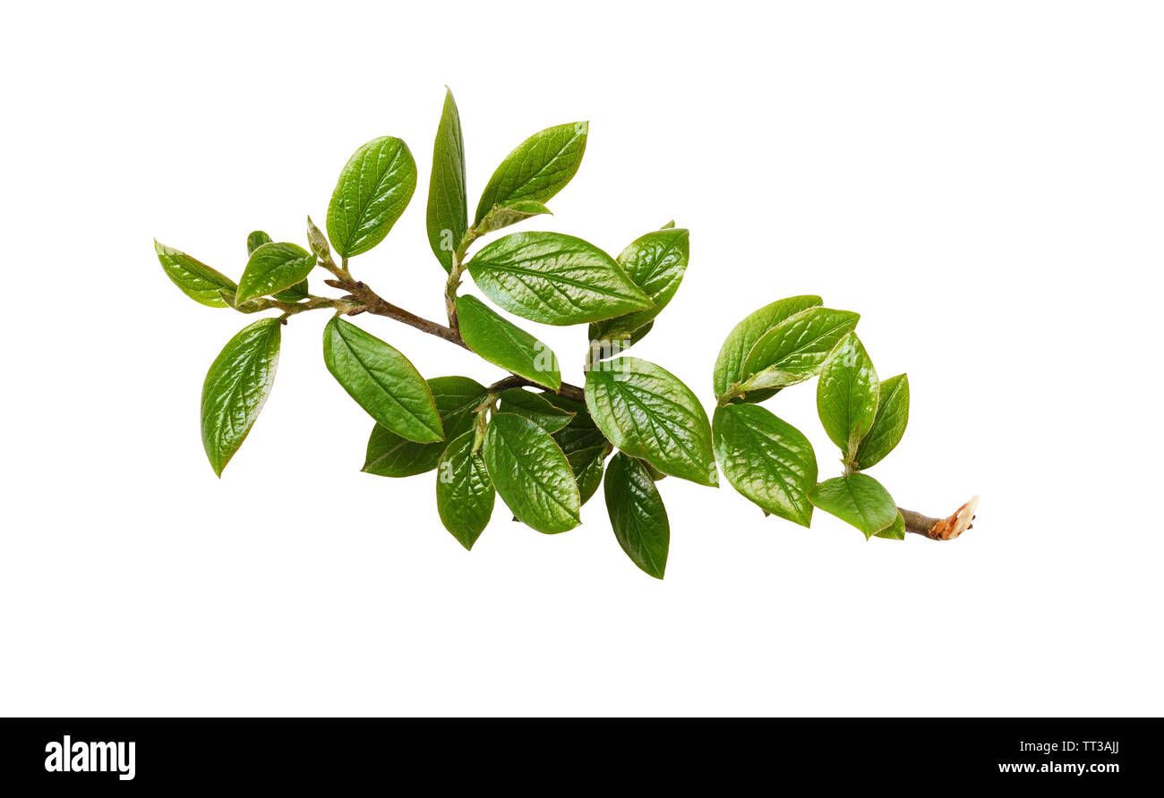 Spring twig with green leaves isolated on white Stock Photo - Alamy