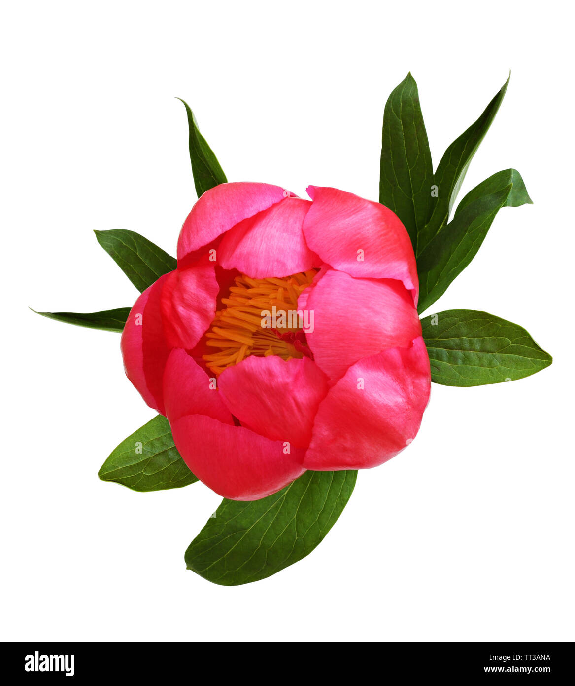 Closeup of coral peony flower with green leaves isolated on white Stock ...