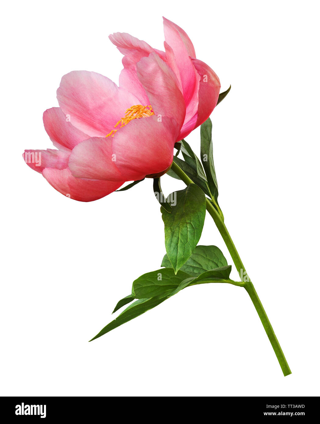 Coral peony flower with green leaves isolated on white Stock Photo - Alamy