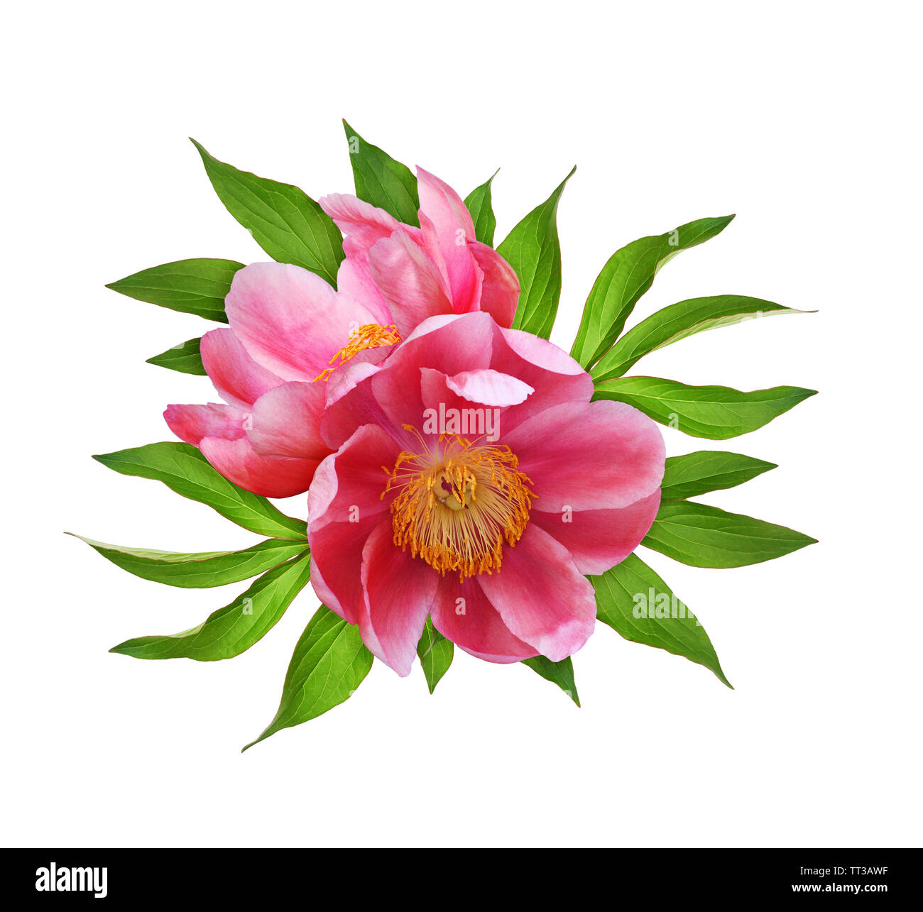 Top view of coral peony flowers with green leaves isolated on white ...
