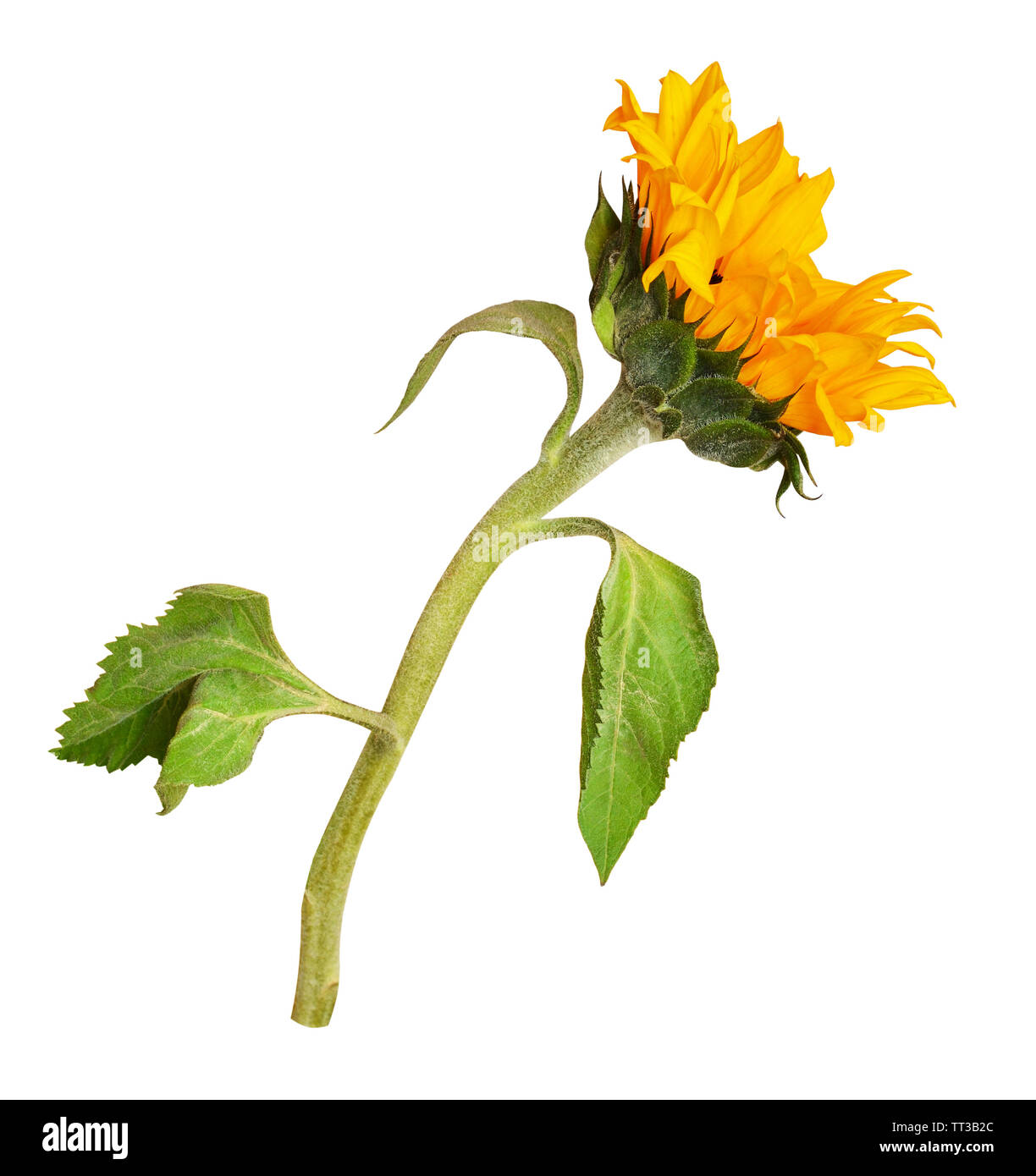Decorative sunflower isolated on white Stock Photo - Alamy