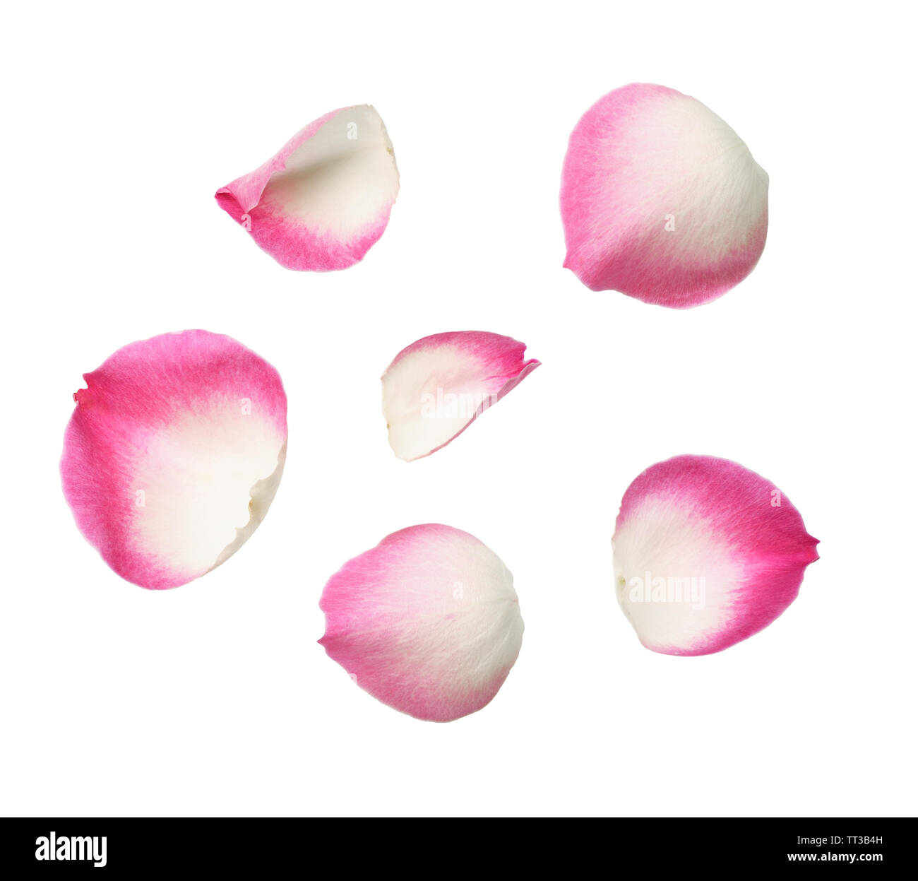 Set of pink rose petals isolated on white Stock Photo - Alamy