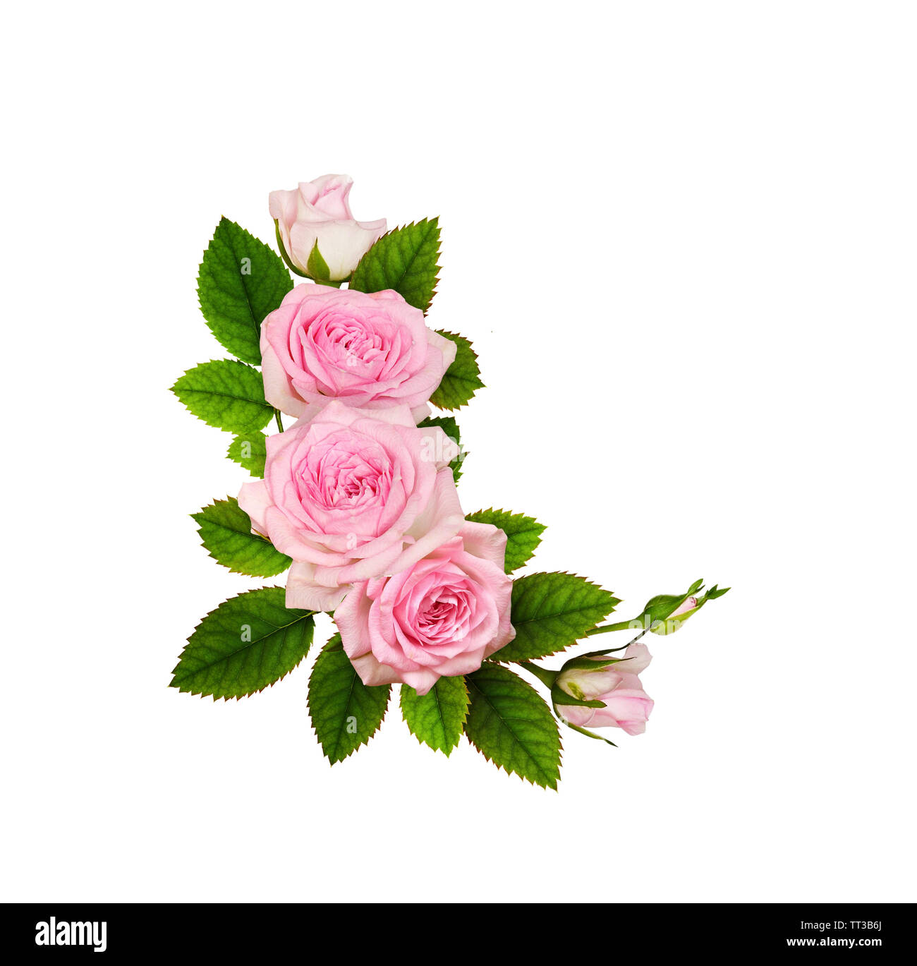 Pink rose flowers in a floral arrangement isolated on white Stock Photo ...