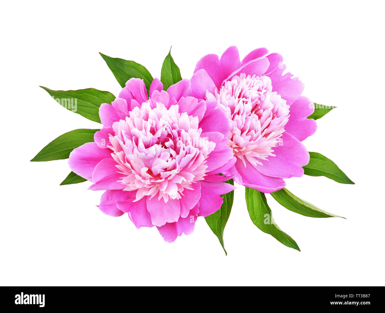 Pink peony flowers with green leaves in a floral arrangement isolated ...