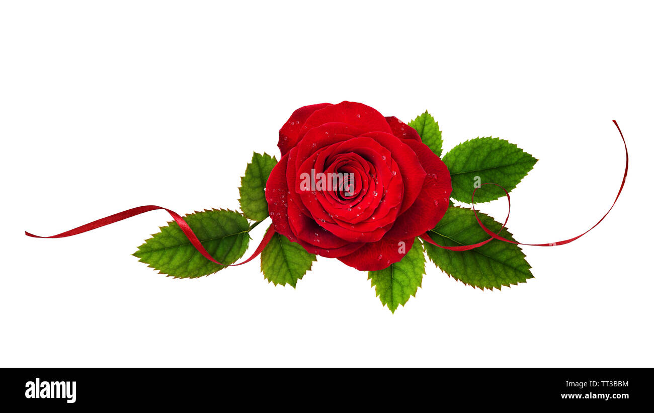 Red rose flower and silk ribbon in a floral arrangement isolated on ...