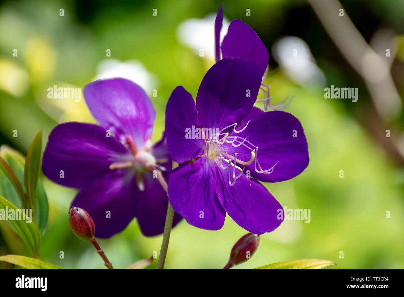 Dwarf glory bush - purple Florida Stock Photo