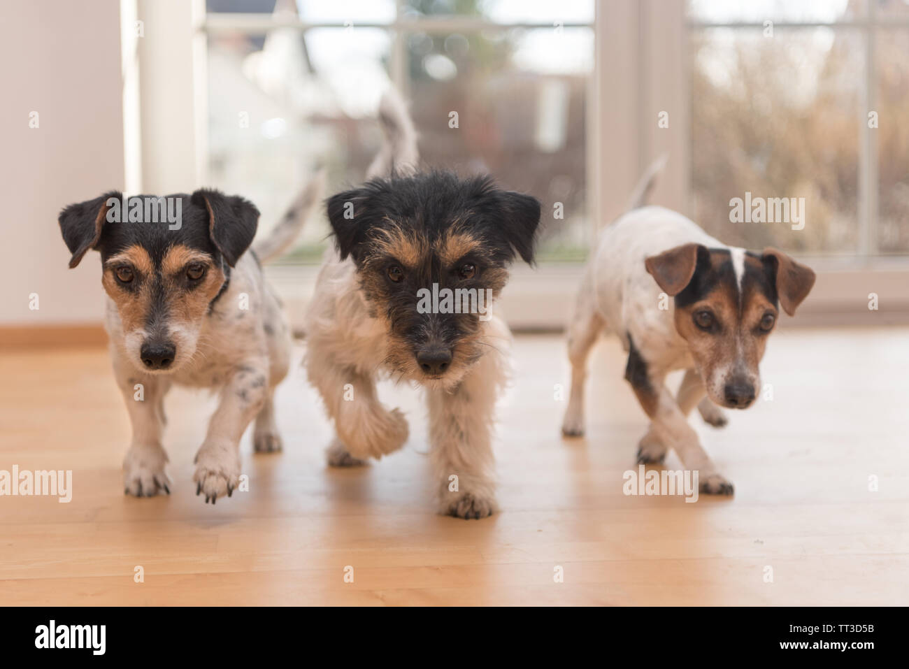 Dog race in the apartment - 3 cute jack russell terrier Stock Photo