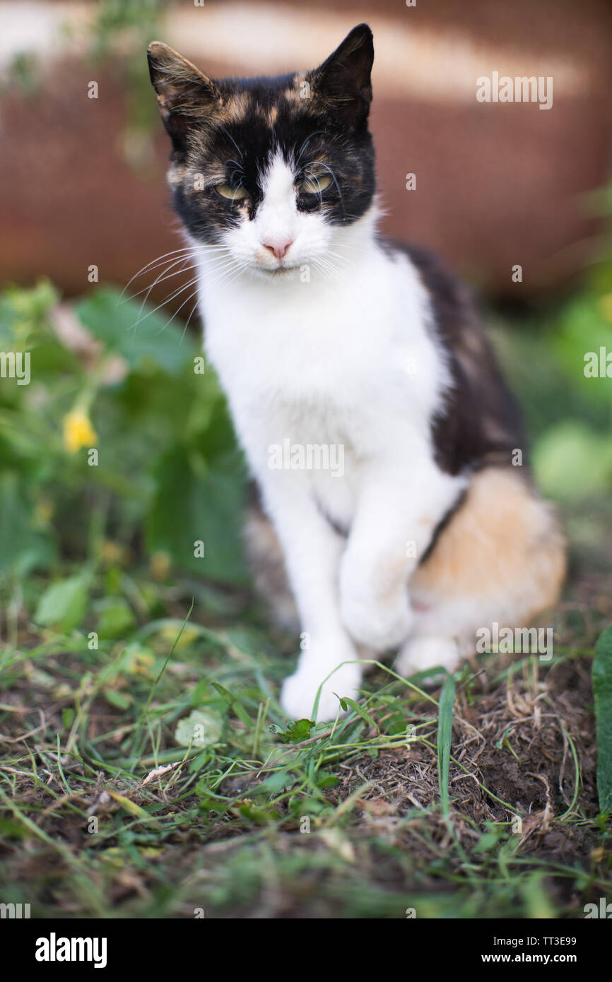 Tricolor kitty sits in the garden on the green grass beautifully posing ...