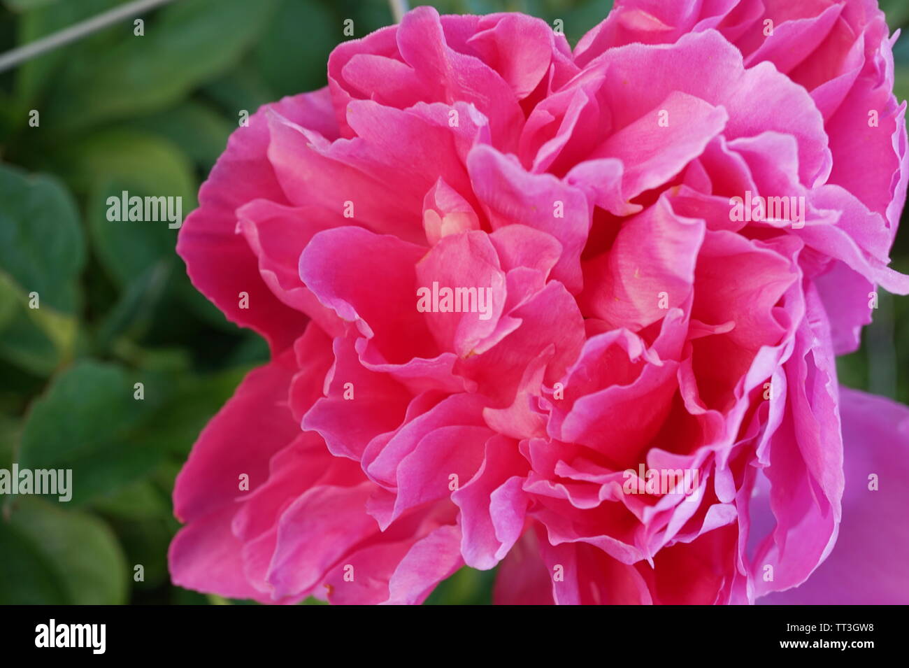 Pink peony flower in a botanical garden fully blossemed Stock Photo - Alamy