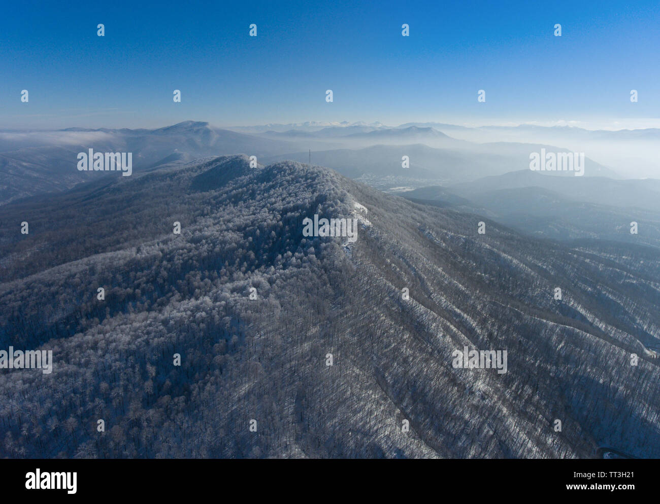 Aerial landscape of winter mountain forest. The hillside is covered with trees. Stock Photo