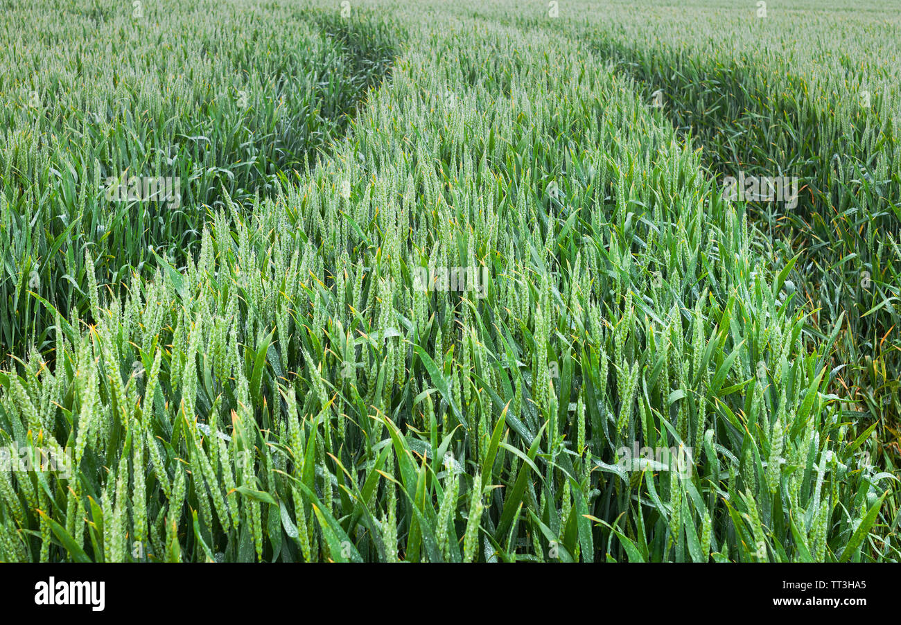 Rain over wheat field hi-res stock photography and images - Alamy