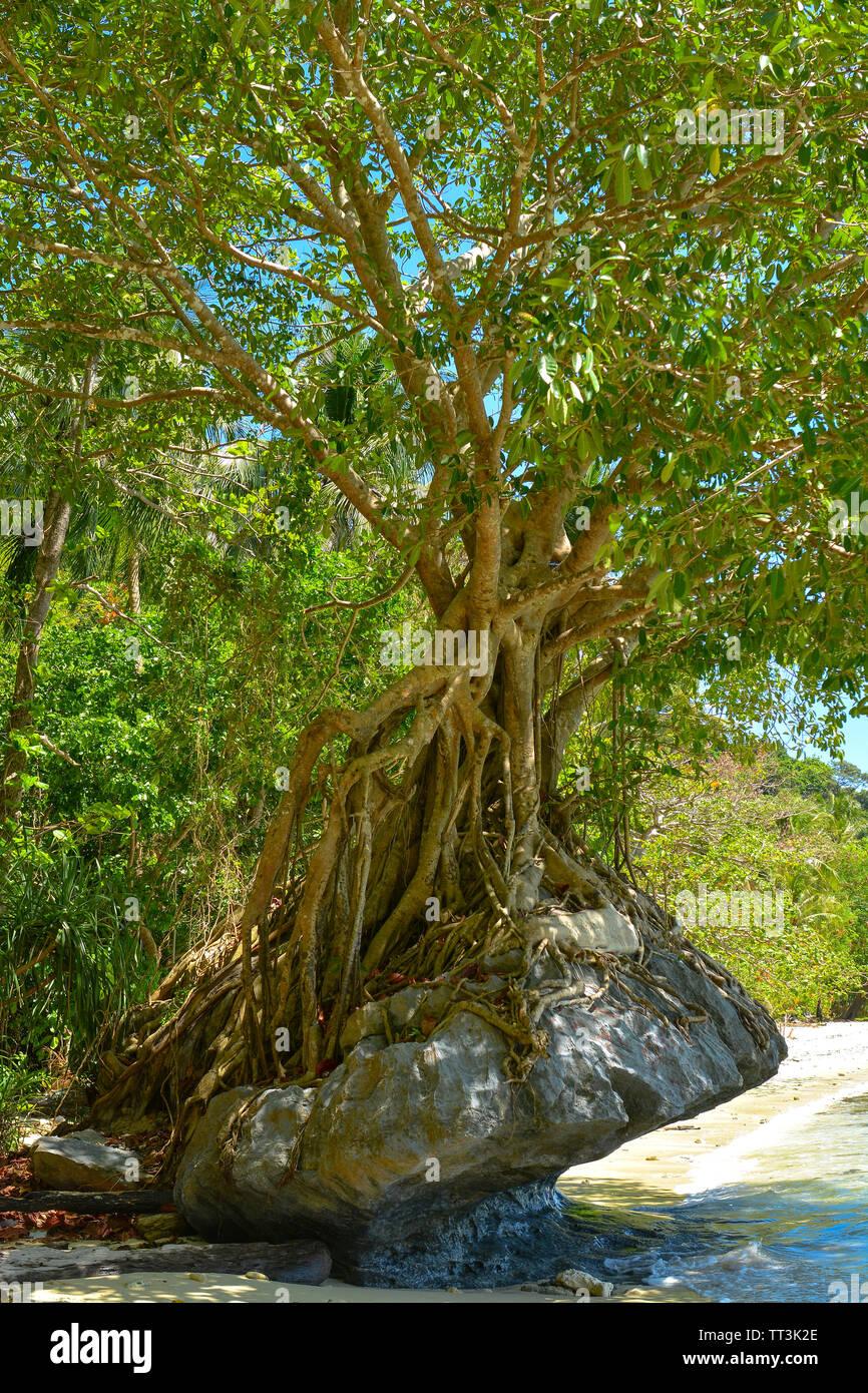 The tree is growing through the rock. Nature landscape view. Traveling