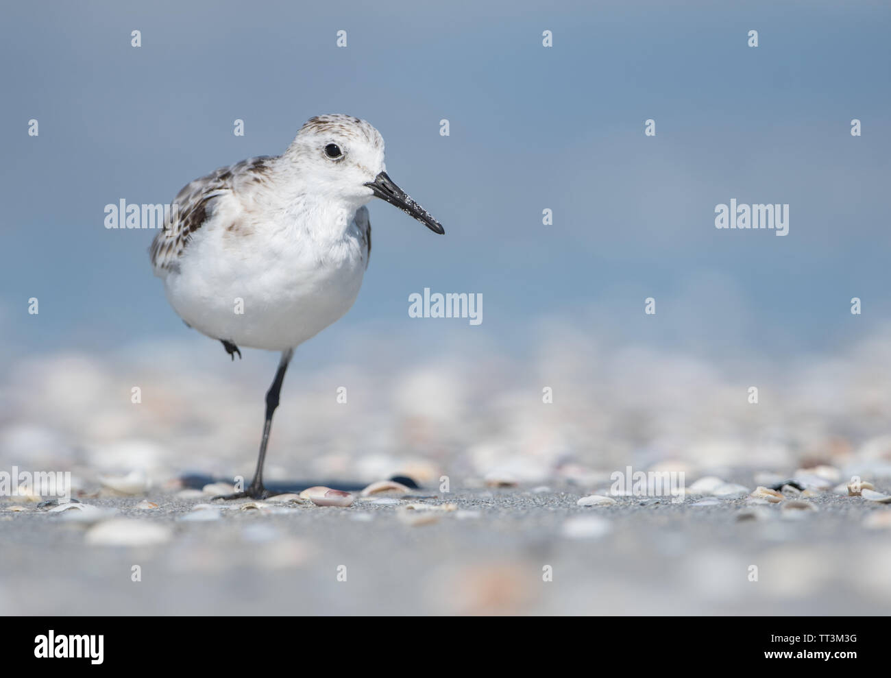 A Sanderling (Calidris Alba) stood on one leg on a white sandy beach covered in shells in Florida, USA, in sunlight. Stock Photo