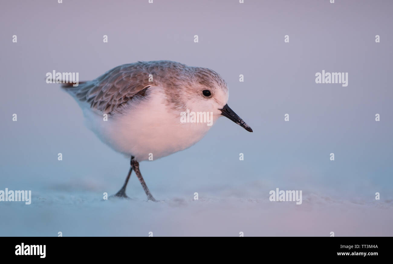 A Sanderling (Calidris Alba) on a white sandy beach in Florida, USA, at sunset in lovely warm light Stock Photo