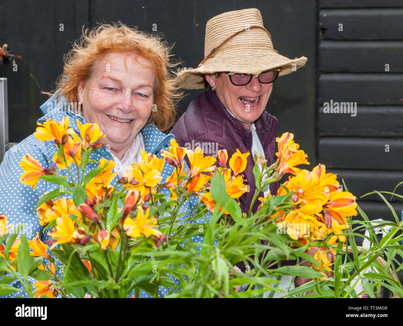 Crosshaven, Cork, Ireland. 14th June, 2019. Thecla Cronin and Bee FitzGearld busy flower arranging  for the Royal visit  of King Willem-Alexander and Queen Máxima of the Netherlands  to Crosshaven, Co. Cork, Ireland. Credit: David Creedon/Alamy Live News Stock Photo