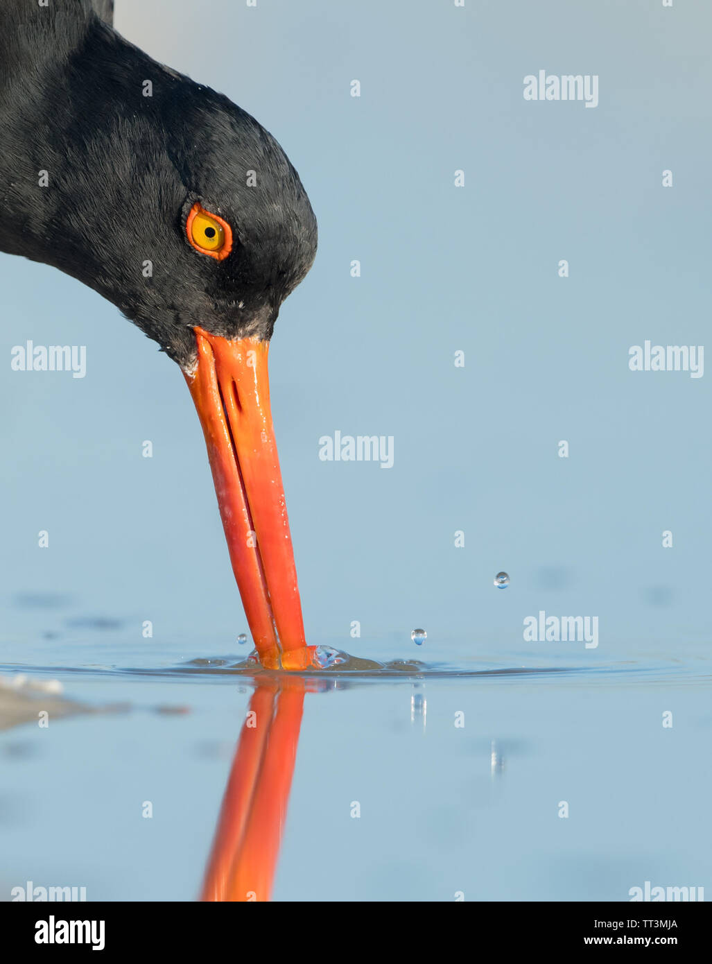 A close up head shot and reflection of American oystercatcher (Haematopus palliatus), feeding on beach, USA, Florida, with beak in water Stock Photo