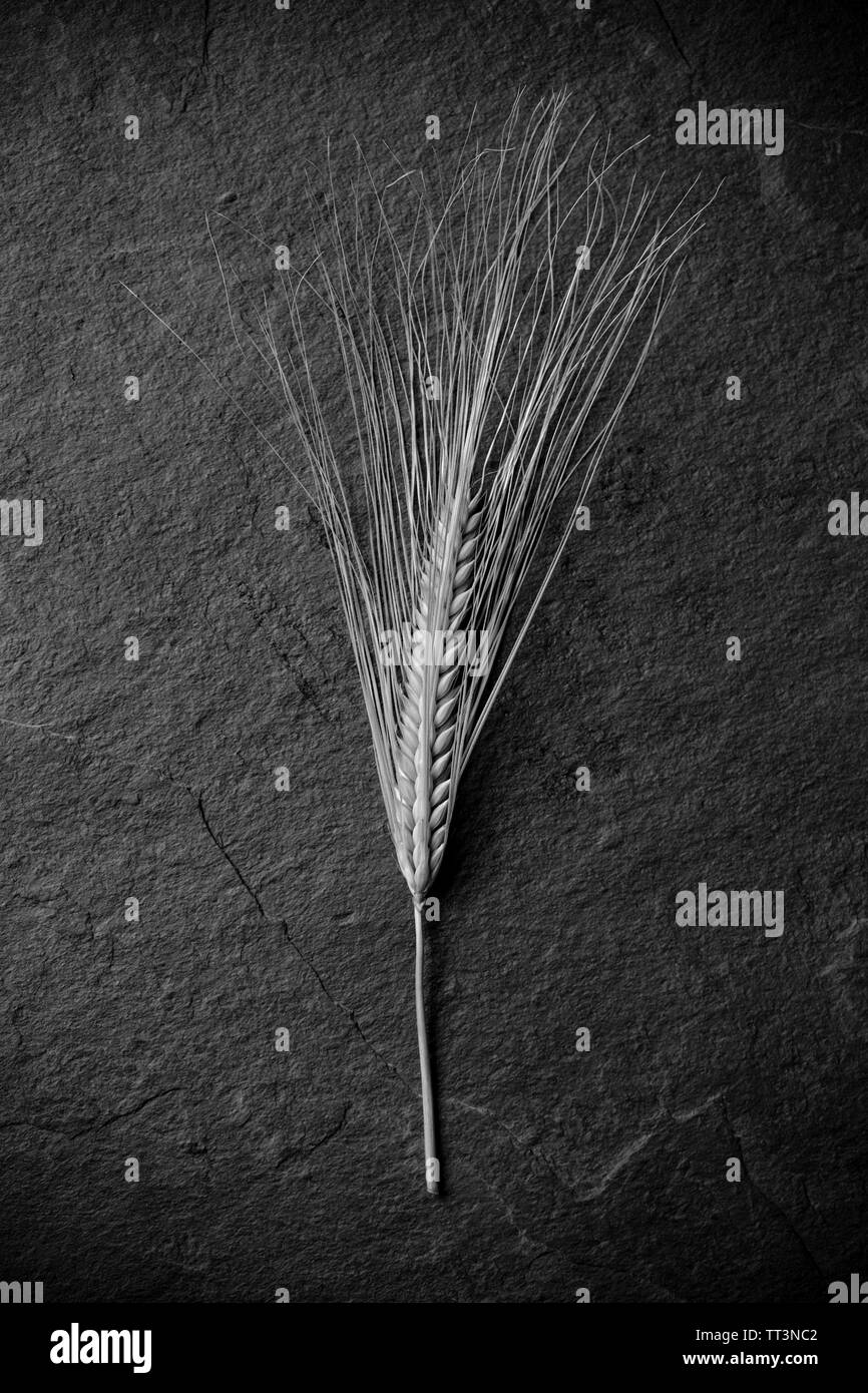 A ripening ear of barley in mid June photographed on a dark slate background in black and white. Dorset England UK GB Stock Photo