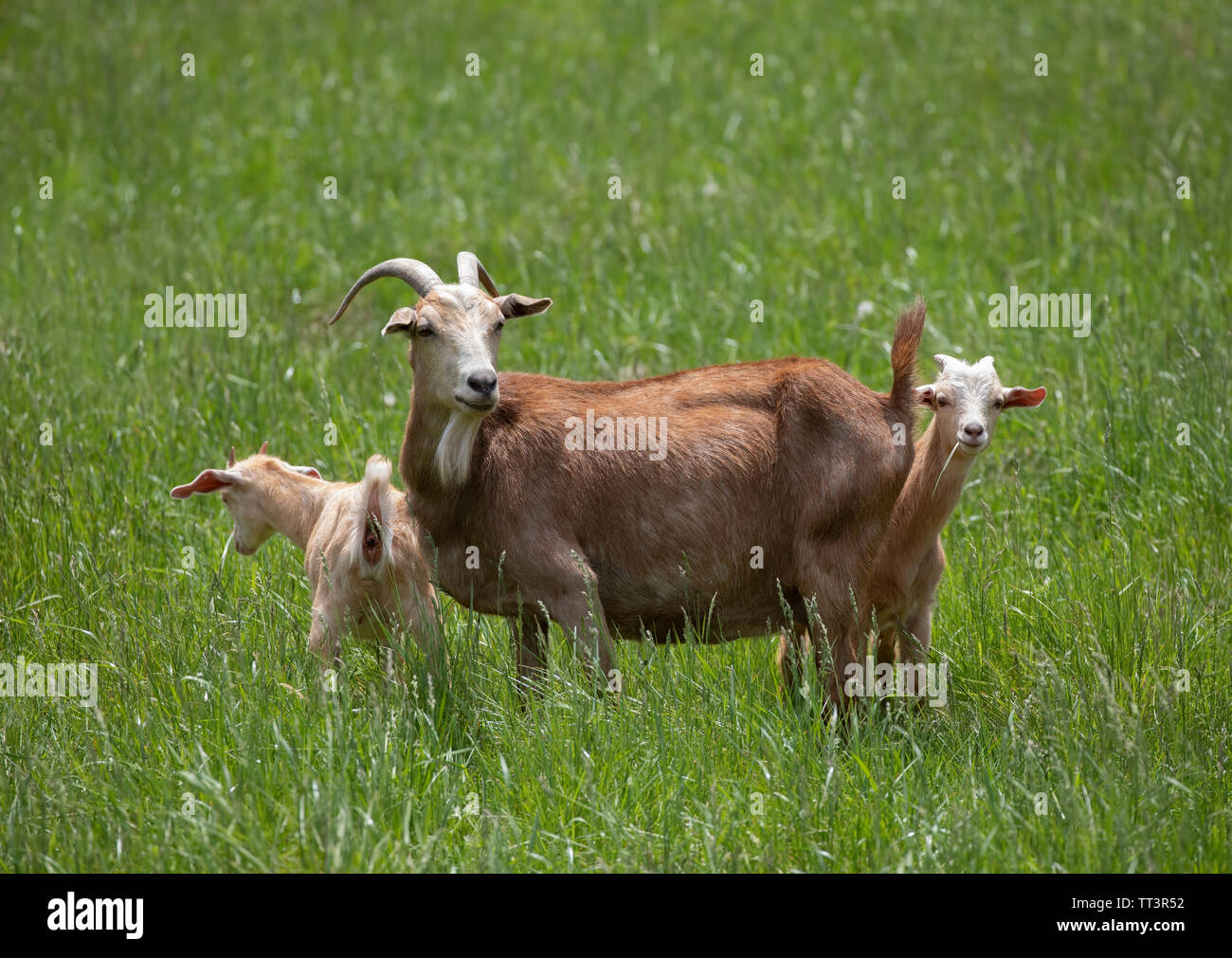 Goat female and baby goats grazing in a green grass field in Canada