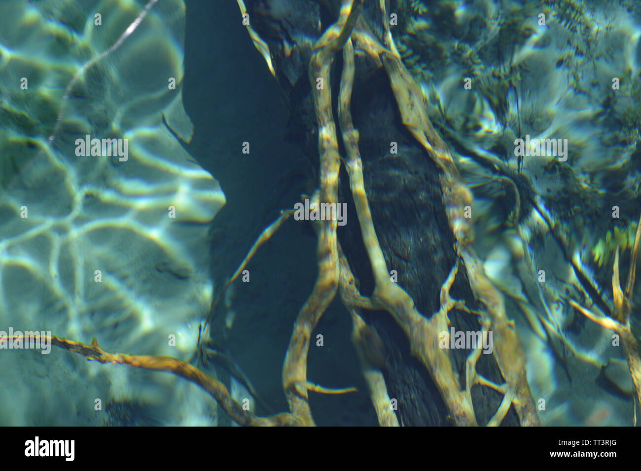 Driftwood trunk at the bottom of the river, crystal clear water, sandy river bottom, springs of Crni Drim River Stock Photo
