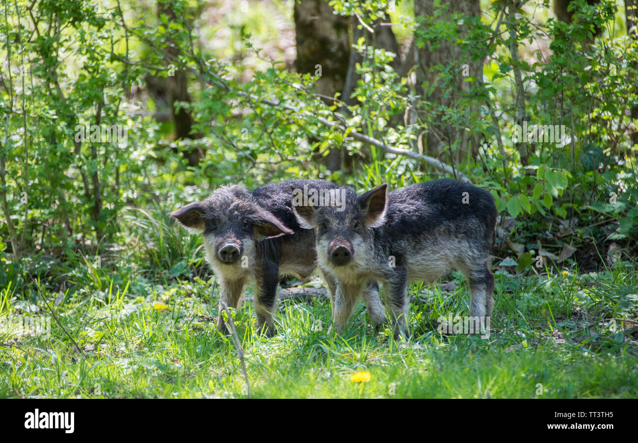 Two black hairy pigs breed Hungarian Mangalica looking at the camera. Russia. Stock Photo