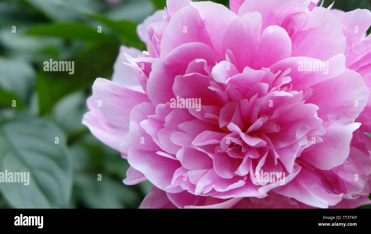 Closeup of a single pink peony in full bloom, with green leaves in the background. A flower with multiple layers of petals. Stock Photo