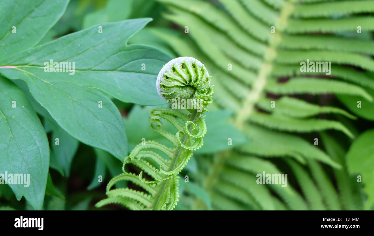 Fiddlehead fern botany hires stock photography and images Alamy