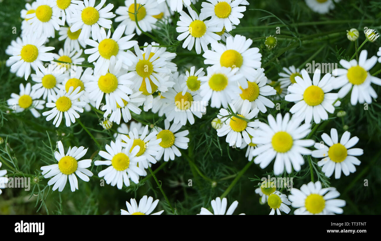 Full bloom chamomile hi-res stock photography and images - Alamy