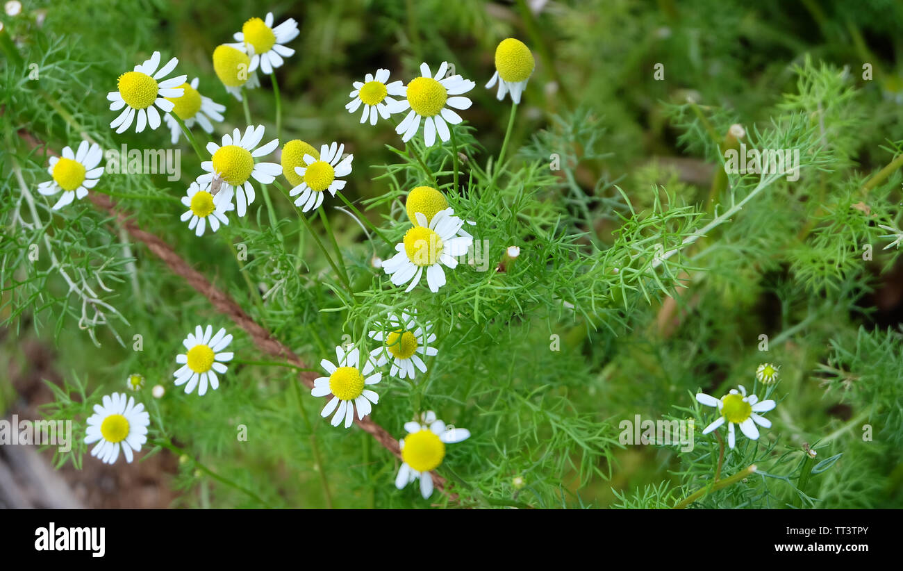 Tiny chamomile flowers in full bloom in a park. Stock Photo