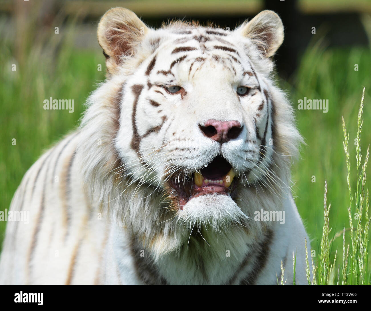 Bengal Tiger - White (Panthera tigris tigris Stock Photo - Alamy