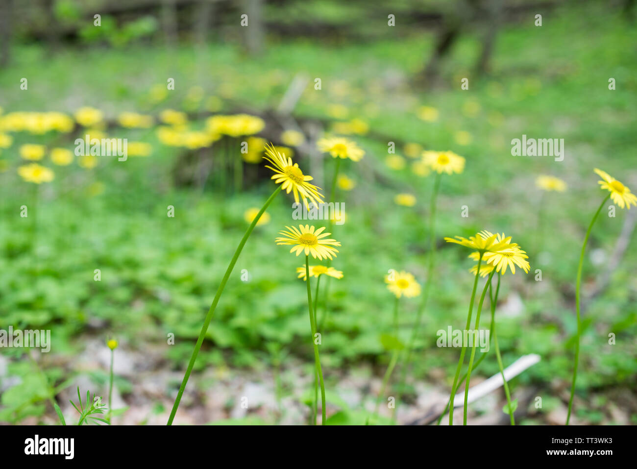 Yellow flowers (Doronicum) in forest. Stock Photo