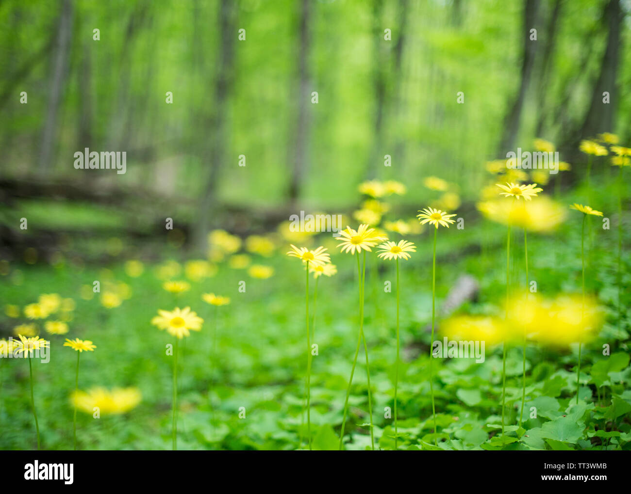 Spring, wild yellow flowers on blurred background. Stock Photo