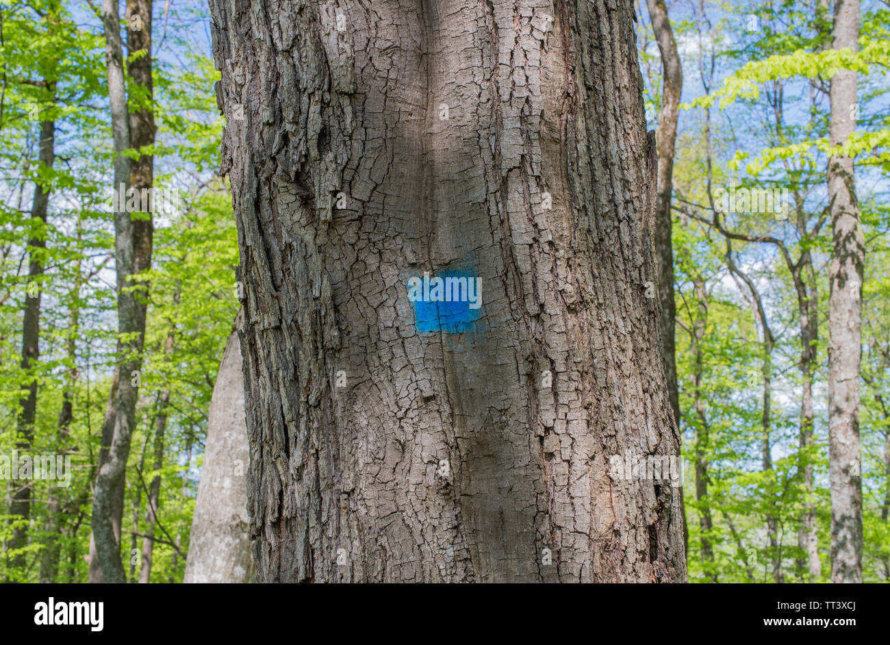 Old oak tree marked with blue paint in the woods Stock Photo Alamy