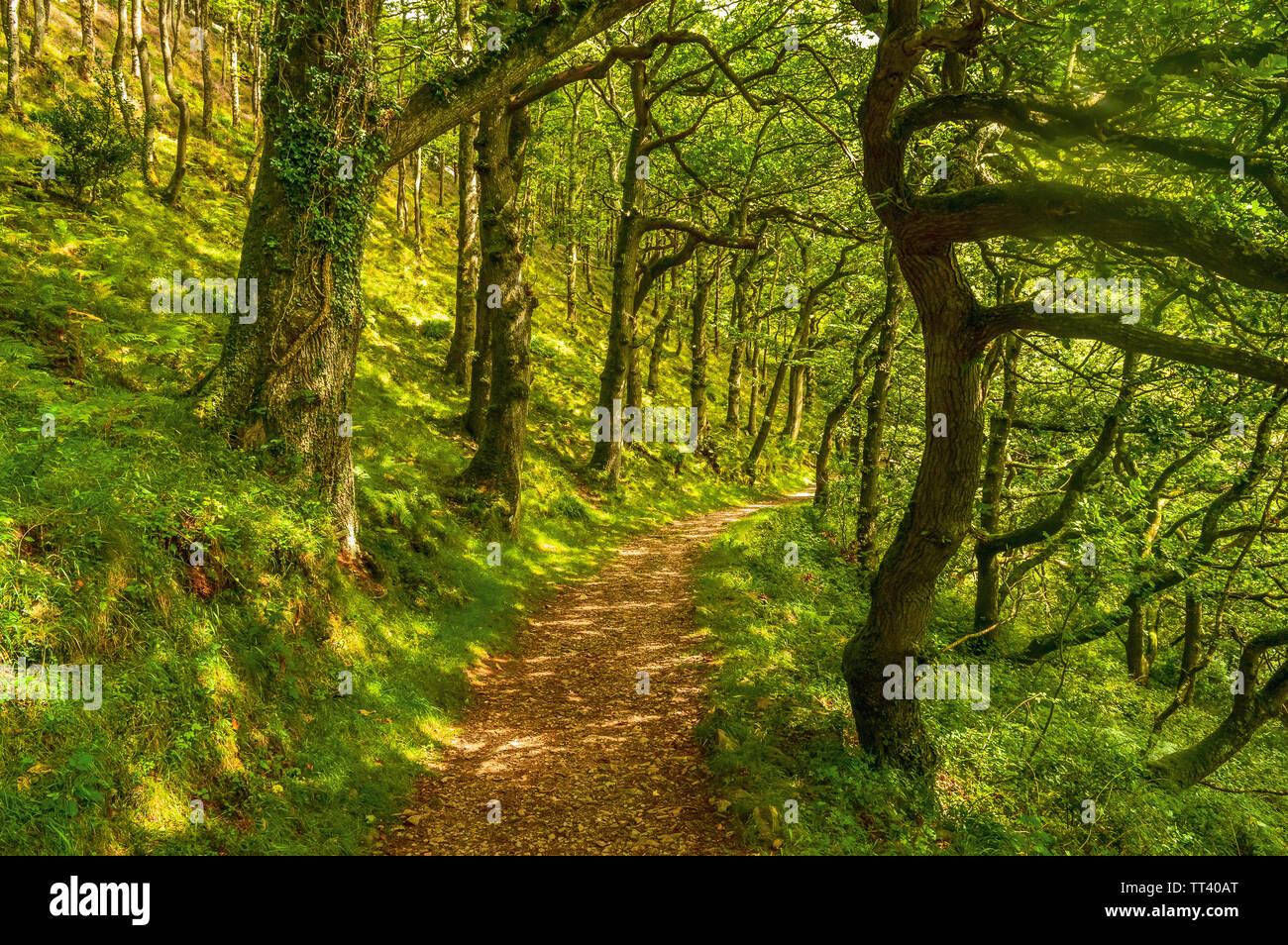A Beautiful Woodland Path Winding Through The Trees In Exmoor National Park, Devon Stock Photo