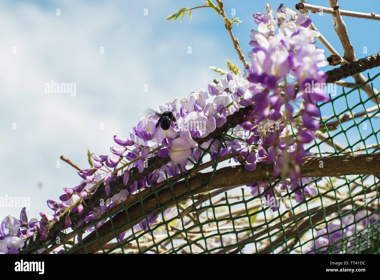 Carpenter bee (Xylocopa Valga) pollinate purple and lavender wisteria