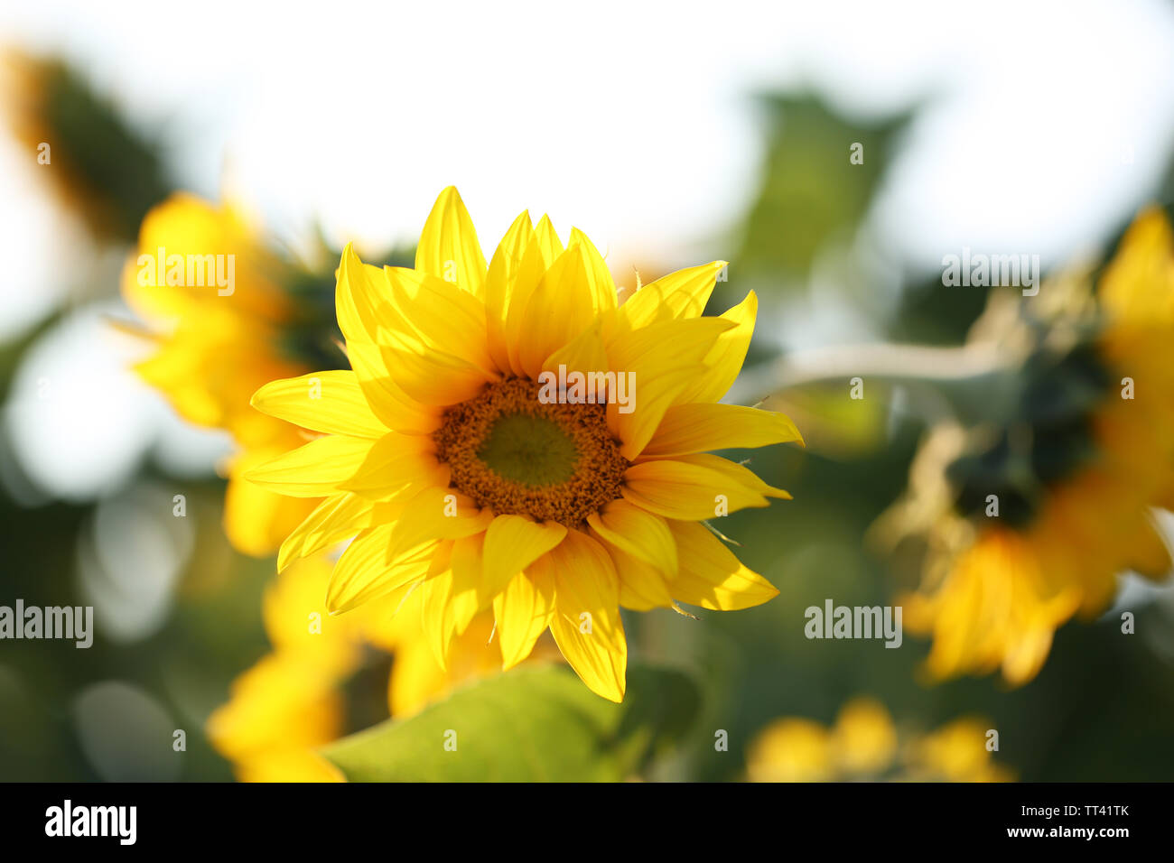 Beautiful sunflowers field Stock Photo - Alamy