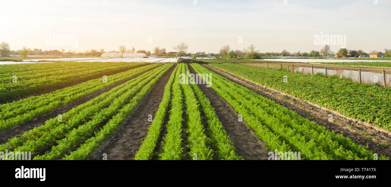 Rows of young carrots grow in the field. Organic vegetables ...
