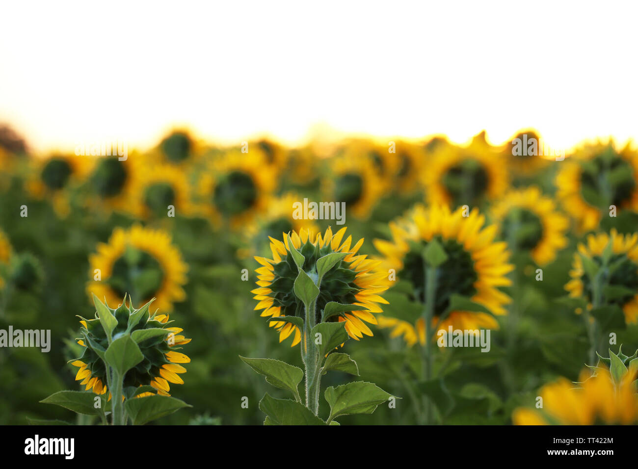 Beautiful sunflowers field Stock Photo - Alamy
