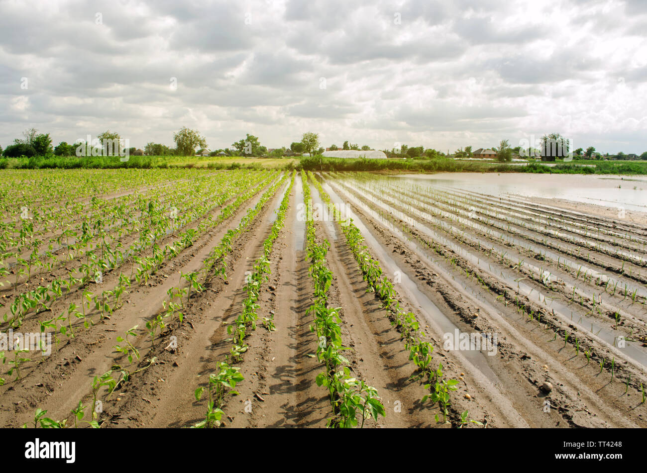 Natural disaster on the farm. Flooded field with seedlings of pepper