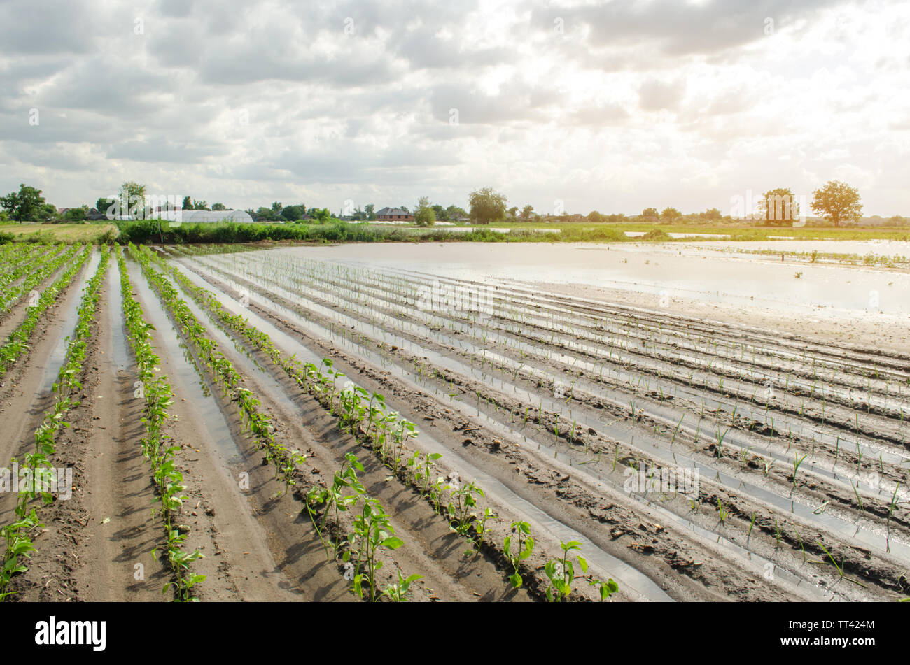 Natural disaster on the farm. Flooded field with seedlings of pepper
